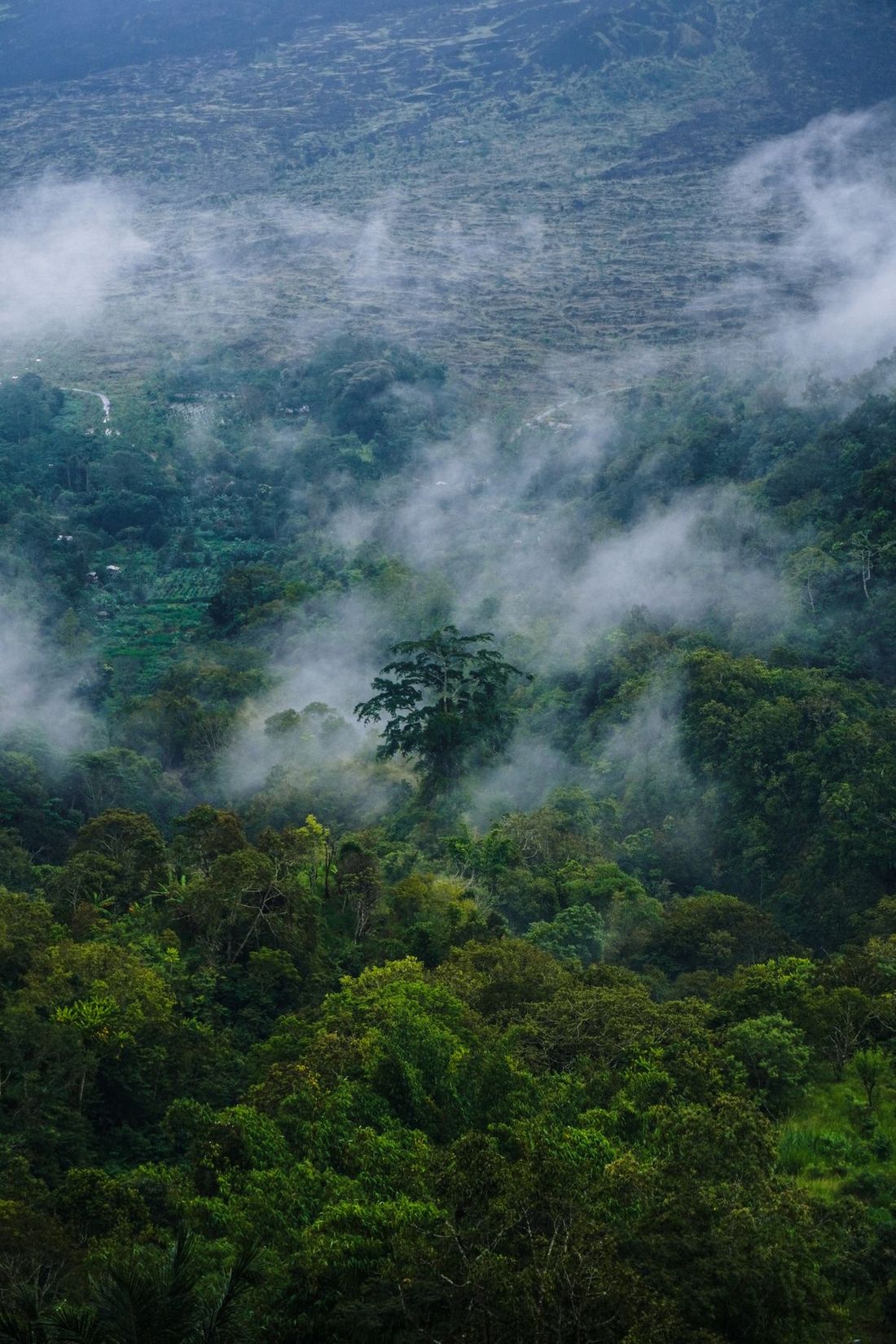 Kabut menyelimuti lembah hutan tropis di Bali, Indonesia.