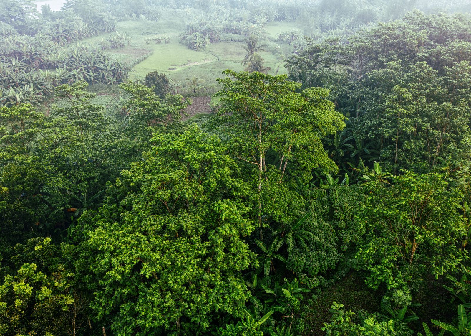 Hamparan hutan tropis Indonesia yang hijau dan diselimuti kabut pagi.